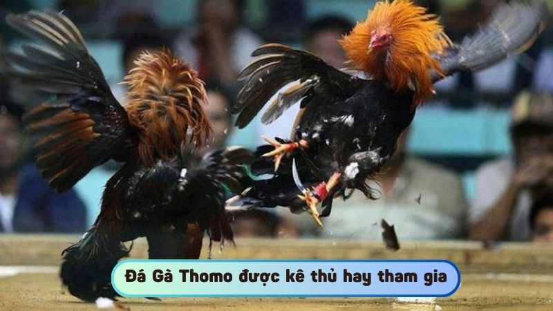 Sân chơi Đá Gà Thomo được kê thủ hay tham gia