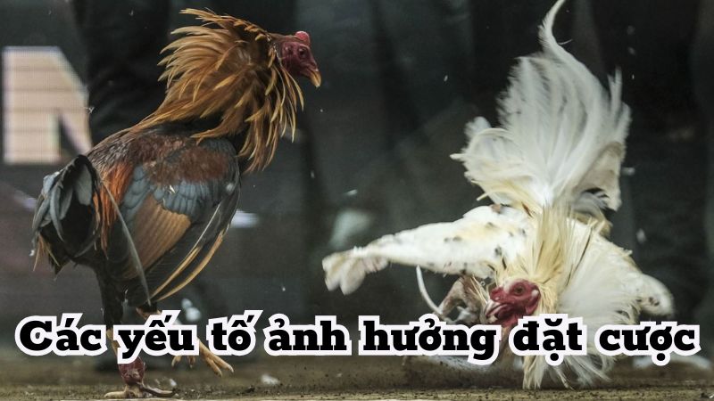 Những yếu tố có khả năng ảnh hưởng đến kết quả của đá gà trực tiếp