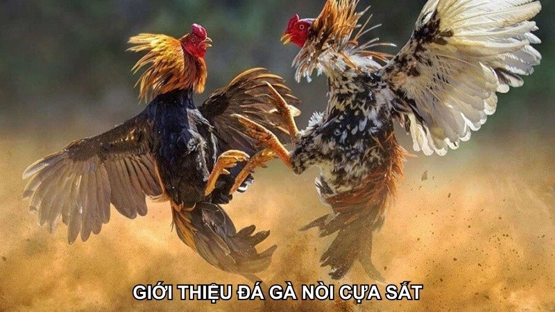 Giới thiệu đá gà nòi cựa sắt