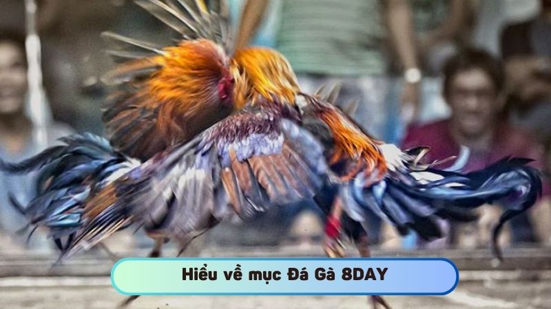 Hiểu về mục Đá Gà 8DAY