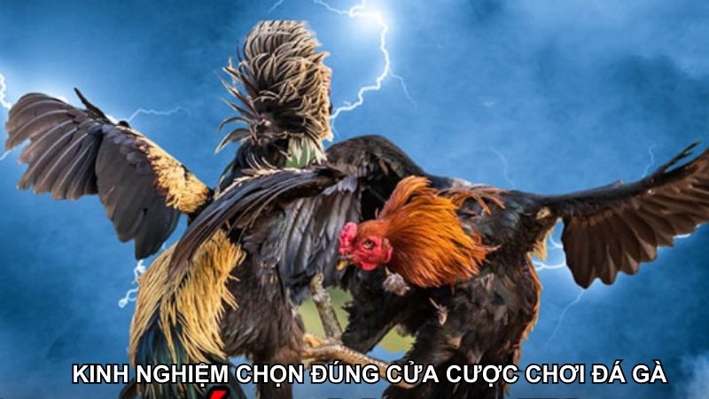 Kinh nghiệm đá gà chọn cửa cược chính xác